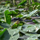 Everglades NP